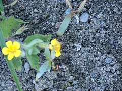 Erythranthe moschata