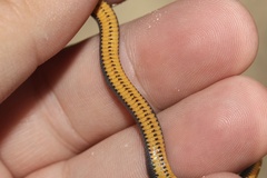 Diadophis punctatus punctatus