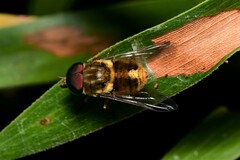Scaptia auriflua