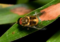 Scaptia auriflua