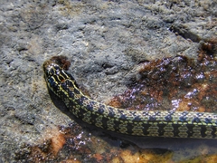 Lygophis vanzolinii