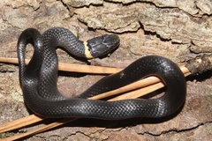 Diadophis punctatus punctatus