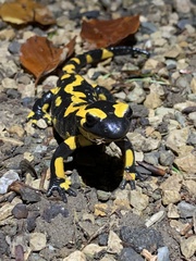 Salamandra salamandra