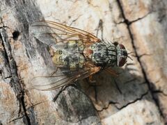 Phaonia valida