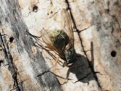 Phaonia valida