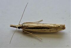 Orocrambus ramosellus