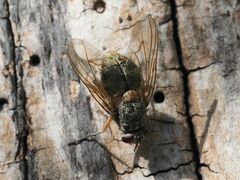 Phaonia valida