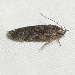 Gelechiinae