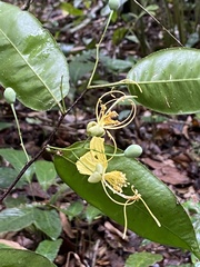 Swartzia simplex continentalis