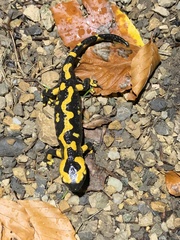 Salamandra salamandra