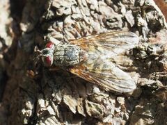 Phaonia valida