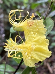 Swartzia simplex continentalis