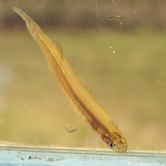 Galaxias maculatus