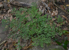 Adiantum atroviride