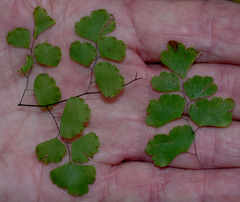 Adiantum atroviride