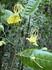 Swartzia simplex continentalis