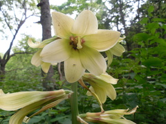 Cardiocrinum cordatum