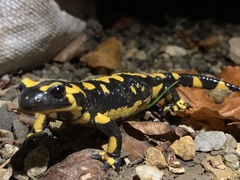 Salamandra salamandra