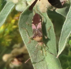 Hypselonotus punctiventris