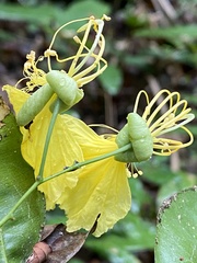 Swartzia simplex continentalis