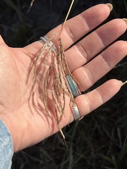 Bothriochloa ischaemum