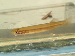 Galaxias maculatus