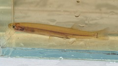 Galaxias maculatus