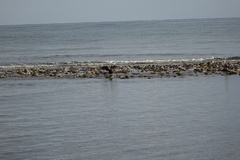 Nannopterum brasilianum