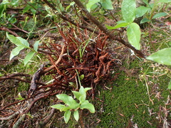 Calyptospora columnaris