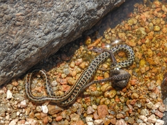 Lygophis vanzolinii