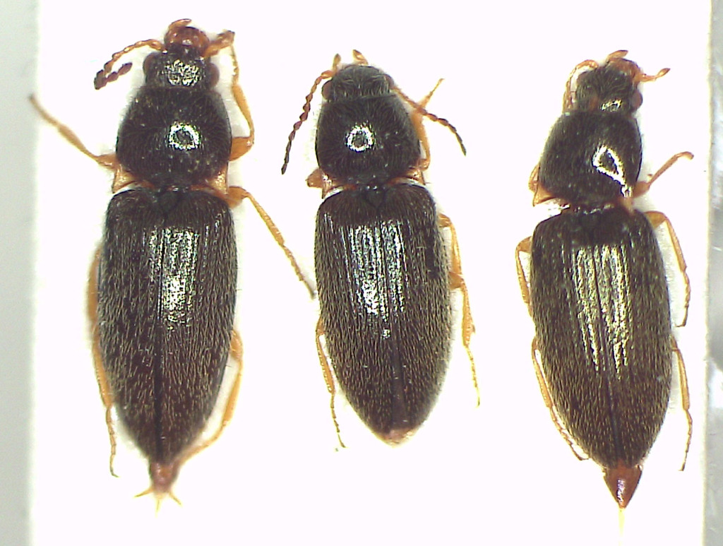 Microdesmes