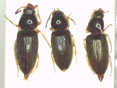 Microdesmes angulatus