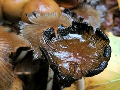 Coprinellus micaceus
