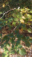 Cornus alternifolia