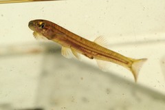 Galaxias maculatus