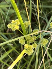 Cyperus entrerianus