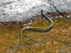 Lygophis vanzolinii