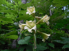 Cardiocrinum cordatum