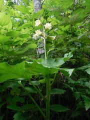 Cardiocrinum cordatum