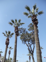 Washingtonia