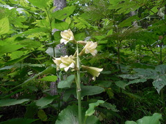 Cardiocrinum cordatum
