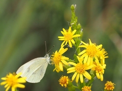 Pieris rapae