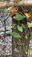 Ulmus alata
