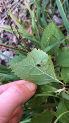 Plagiodera versicolora