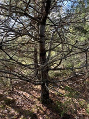 Pinus strobus