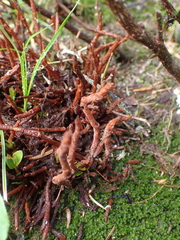 Calyptospora columnaris
