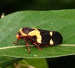 Sphenorhina