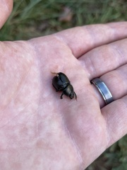 Geotrupes blackburnii