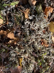 Stereocaulon saxatile