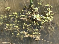 Veronica anagallis-aquatica